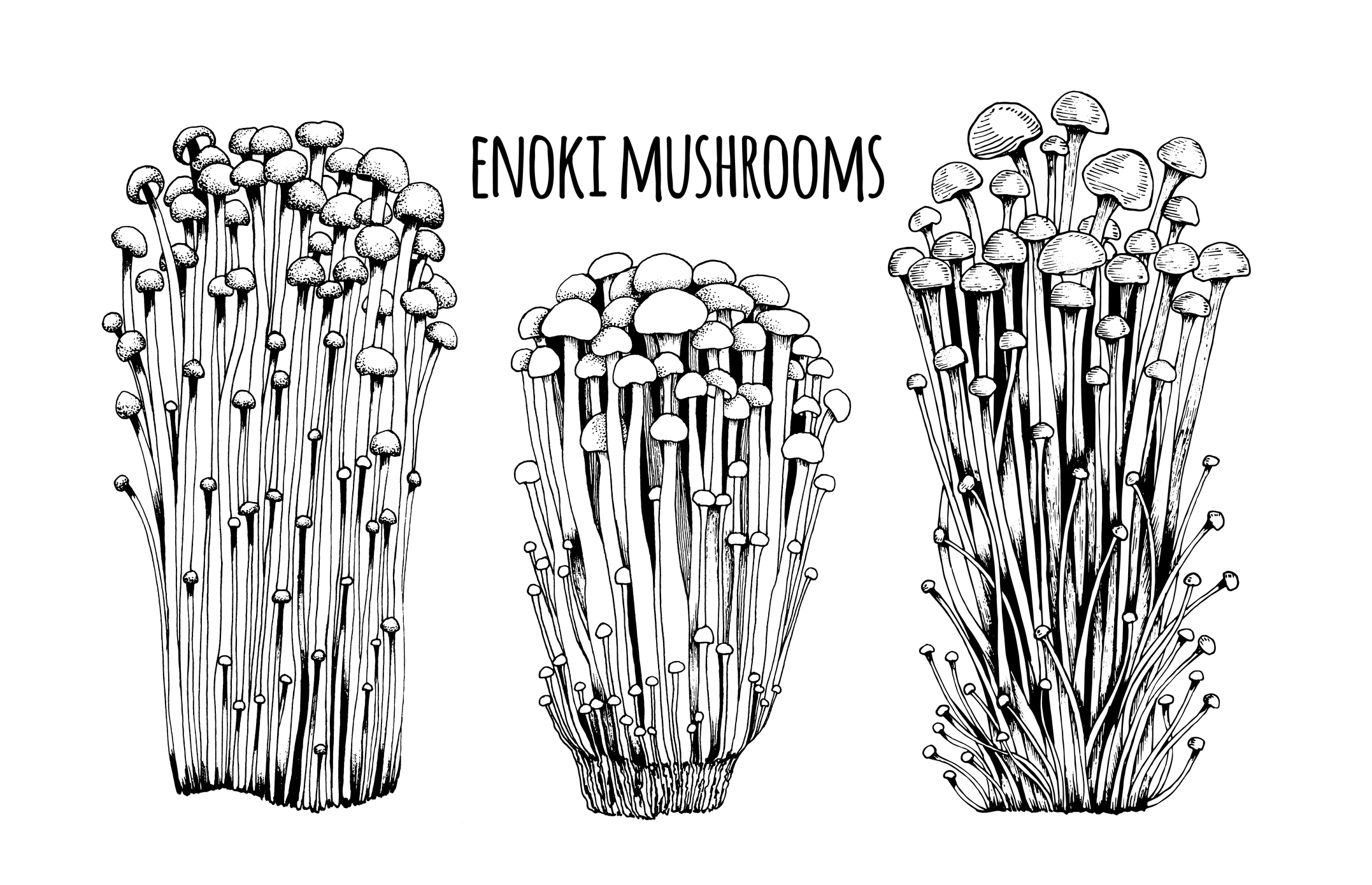 What Are The Health Benefits Of Enoki Mushrooms? Ethical Inc